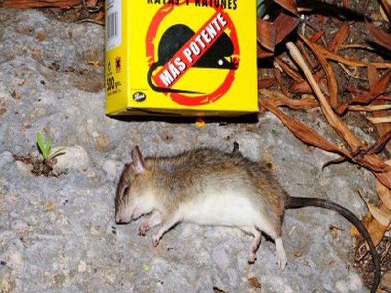 Defending Your Property: Pest Control for Rat Prevention